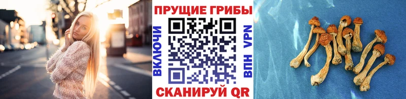 закладка  MEGA ONION  Псилоцибиновые грибы мухоморы  Курлово 